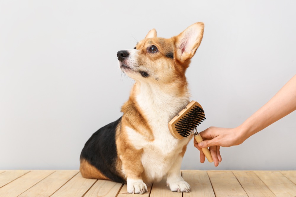 Owner brushing cute dog on light background