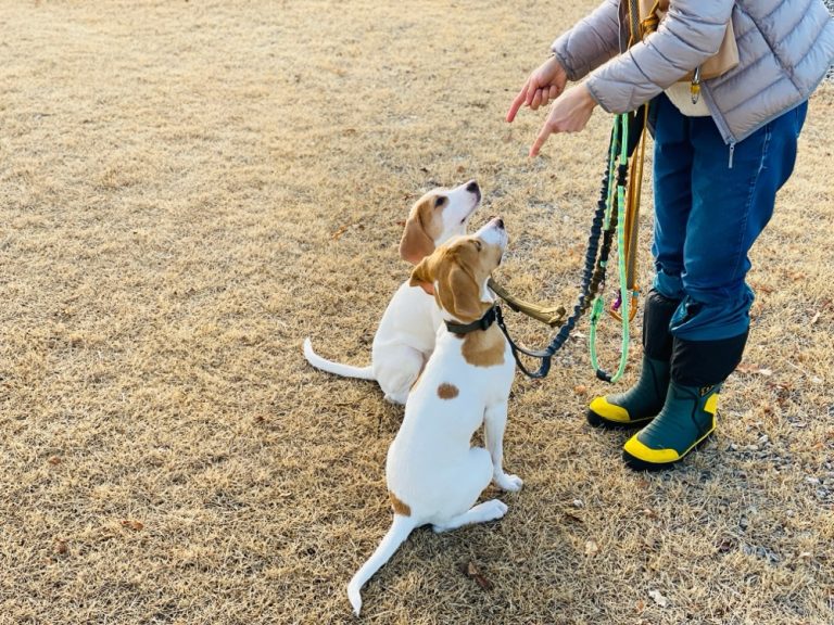 指さし指示を受けて見上げる2匹の犬